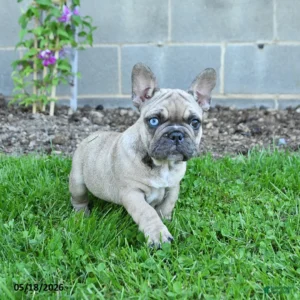 Adorable fawn French Bulldog puppy named Coconut standing on green grass, mascot for ELcleaning.